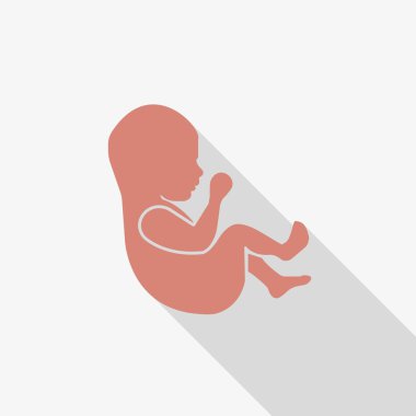 d. aşaması embriyo