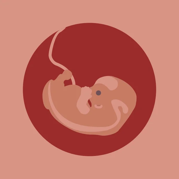 태어난 태아 단계 — 스톡 벡터