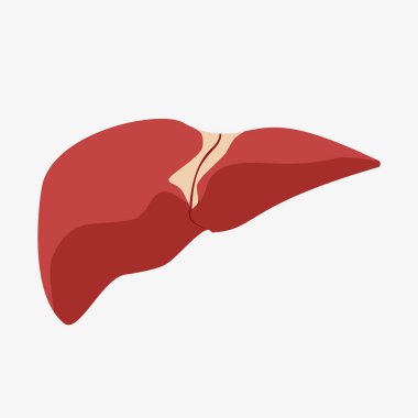 Realistic vector human liver, Isolated on white background clipart