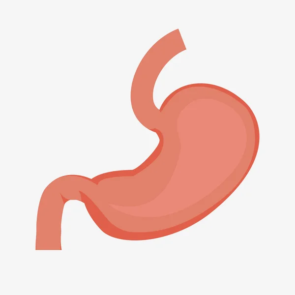 Stomach icon. Human internal organs. — Stock Vector