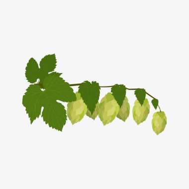 Hops şubesi beyaz arkaplanda izole edildi.