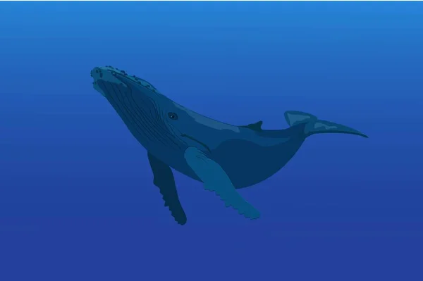 Illustration de baleine bleue — Image vectorielle