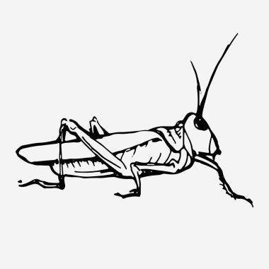 Yeşil çekirge vektör çizimi.