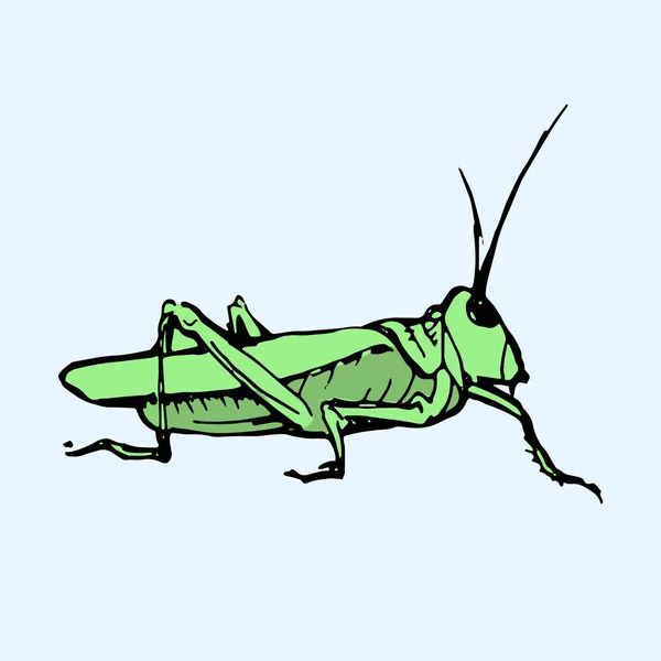 Grön gräshoppa vektor illustration. — Stock vektor
