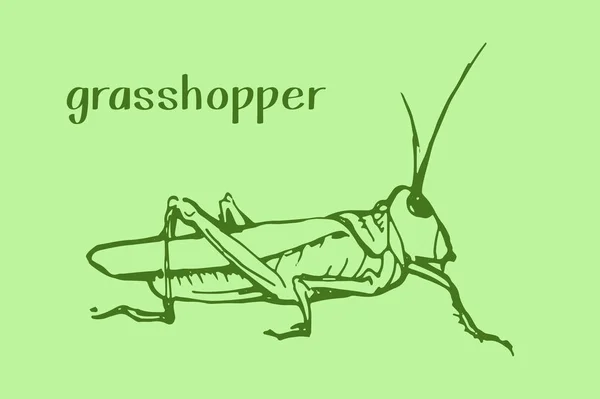 Green grasshopper Vector illustration. — Stock Vector