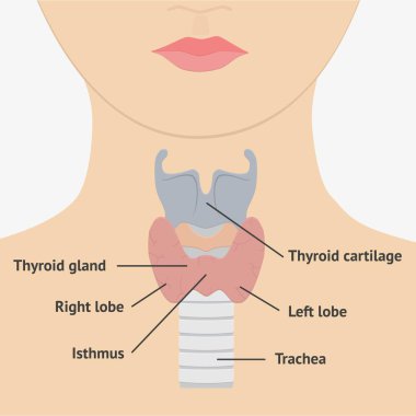 insan boğaz anatomisi