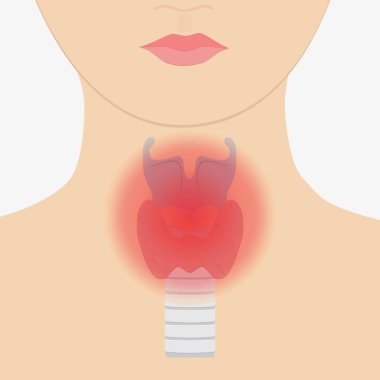 insan boğaz anatomisi