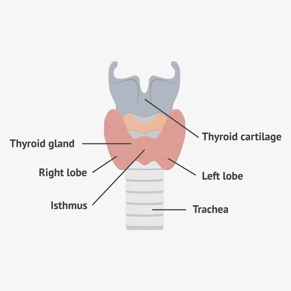 Anatomia człowieka krtani — Wektor stockowy