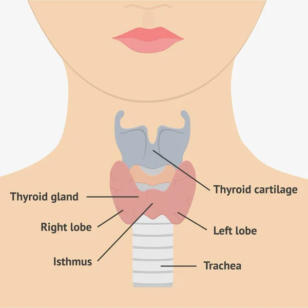 Anatomia della laringe umana — Vettoriale Stock