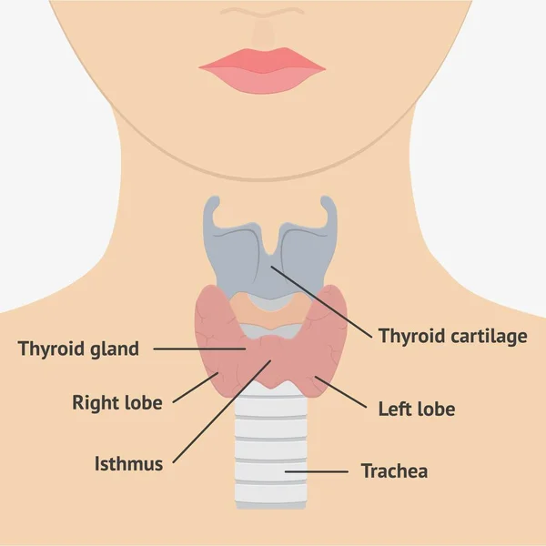 Insan boğaz anatomisi — Stok Vektör