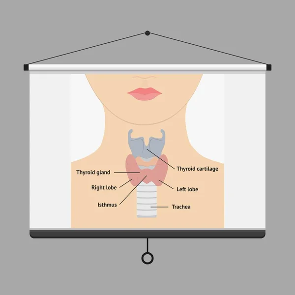 Anatomia della laringe umana — Vettoriale Stock