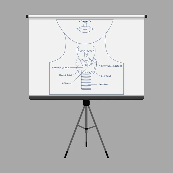 Anatomie des menschlichen Kehlkopfes — Stockvektor