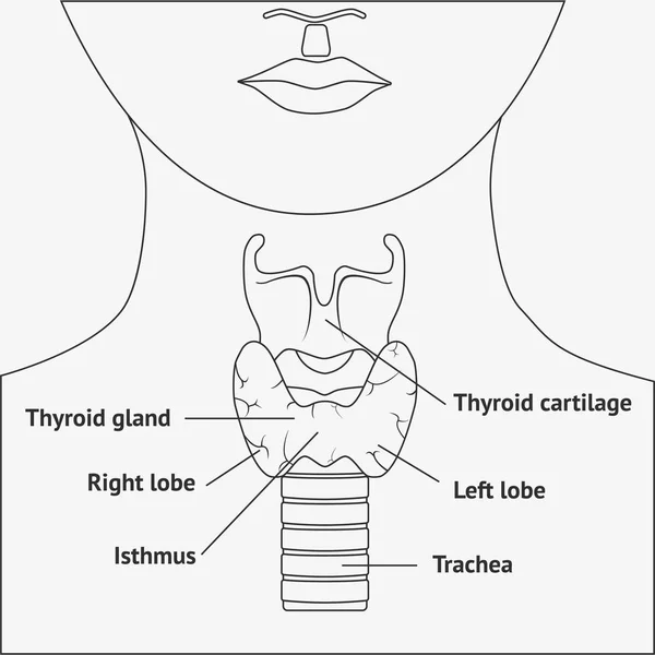 Anatomía de la laringe humana — Archivo Imágenes Vectoriales