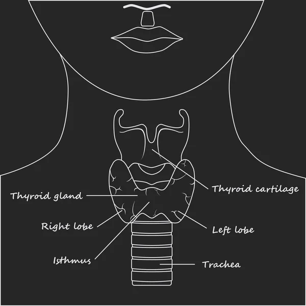 Hrtan člověku anatomie — Stockový vektor