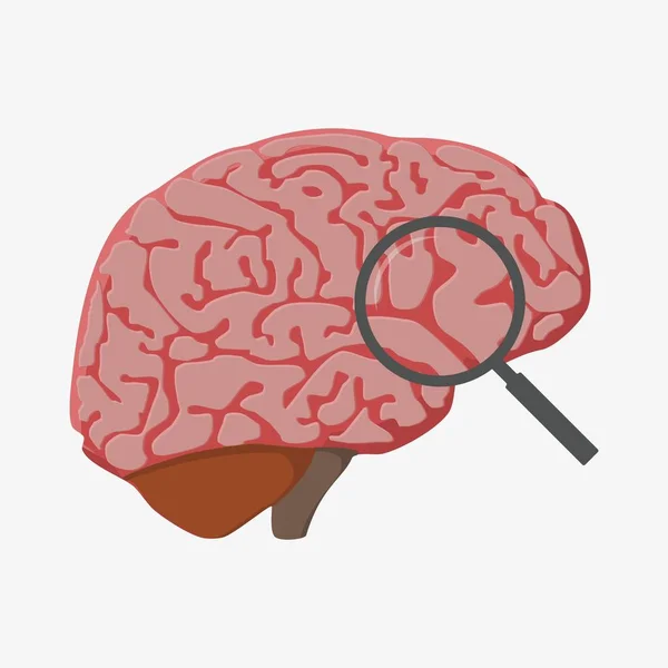 Anatomía del cerebro humano — Vector de stock