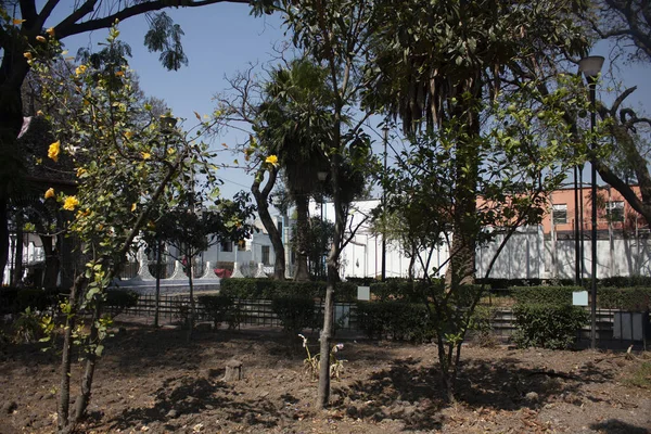 Ogród Drzewami Owocowymi Ozdobami Które Ożywiają Ulice Dzielnicy Wniebowzięcia Delegacji — Zdjęcie stockowe