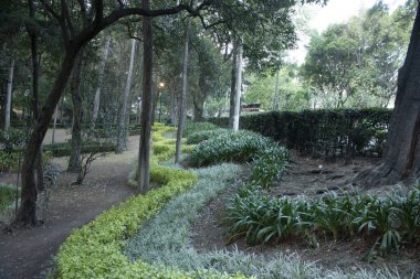 Mexico City 'deki batık parkın içine yeşil otlar ekildi.