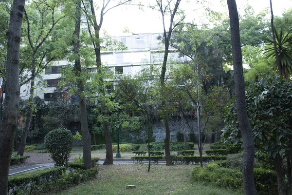 Spessore Alberi Frutto Con Frutti Arancia Tra Gli Edifici Della — Foto Stock