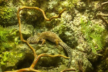 Dallardaki bukalemun, onu çevreleyen taşların ve dalların renkleri arasında kaybolan kamuflaj etkisine yol açıyor.