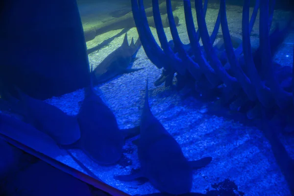 Onderwater Skelet Grote Ribben Naast Slapende Haaien — Stockfoto