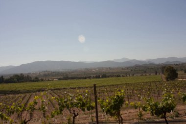 Ensenada Baja California Meksika 'da üretmek için üzüm ekilen hektarların genişletilmesi