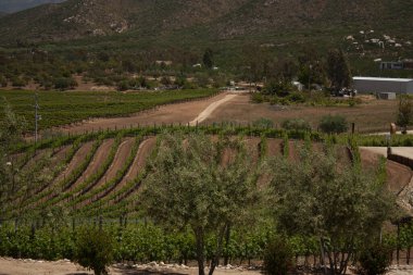 Dağlarla çevrili üzüm bağları vadisi, dikilen asma ağaçlarının oluşturduğu kıvrımlı yolları gösteriyor.