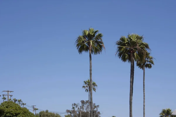 バハのビーチにあるヤシの木と青い空 California Mexico — ストック写真