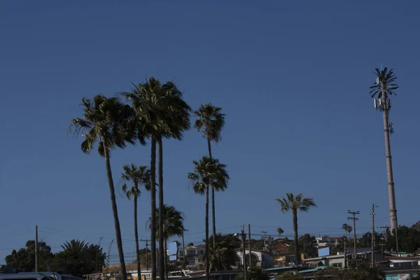 Palmy Kontrastujące Widokiem Miasto Ensenada Baja California Meksyk — Zdjęcie stockowe