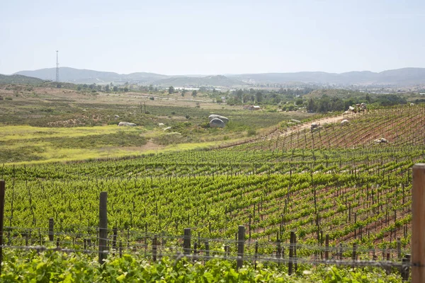 Agriculture and winemaking Capos planted with vines in Baja California Mexico