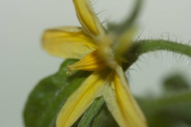 Domates fidanının Macro Çiçeği Kentsel