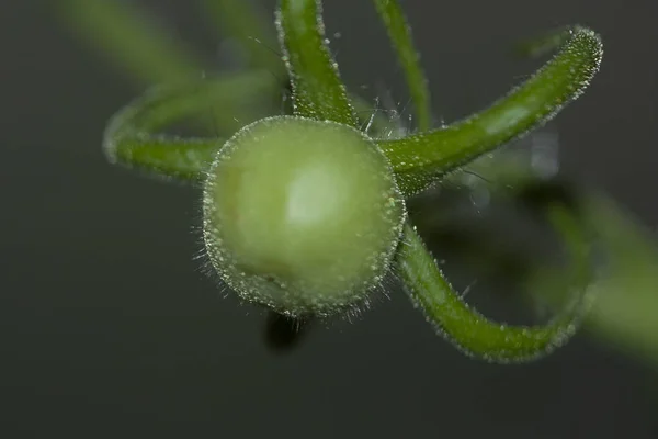 Makro Grön Tomat Den Gröna Bakgrunden Bladverket Hänger Vinstocken Ett — Stockfoto
