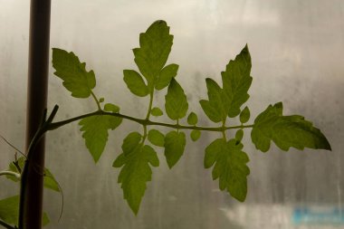 Yaprağın yapısını ve kaburgasını incelemek için uzatılmış kırmızı domatesten oluşmuş.