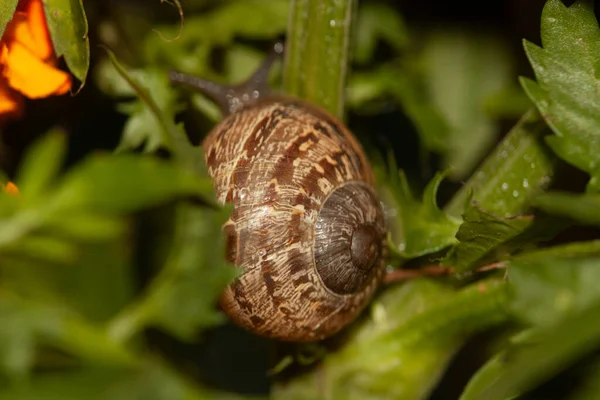 Snigel Bland Bladen Tjugo Kronblad Apelsin Blommor Mexiko — Stockfoto