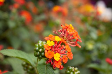 Sarı ve turuncu küçük çiçek kümeleri için çiçek kamerası özelliği, düğmeler kare olduğunda