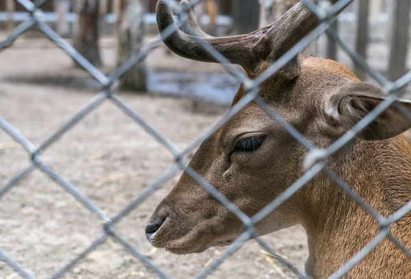 geyik bir kafes içinde
