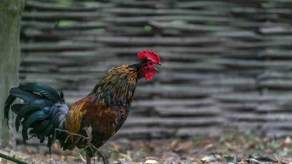 Horoz doodle şarkı söylüyor.