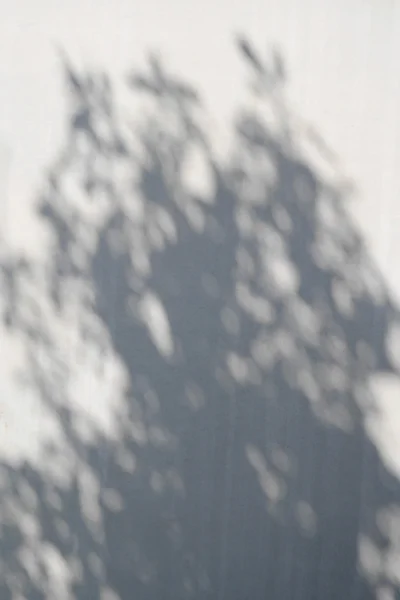 Stín stromu na vzorek bílé betonové zdi — Stock fotografie