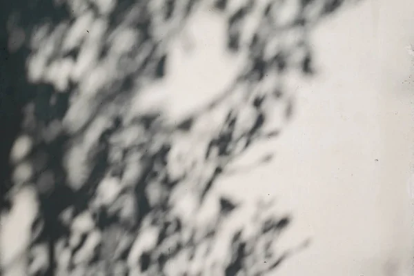 흰 콘크리트 벽 패턴에 나무 그림자 — 스톡 사진