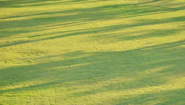 abstract background of tree shadow on grass field