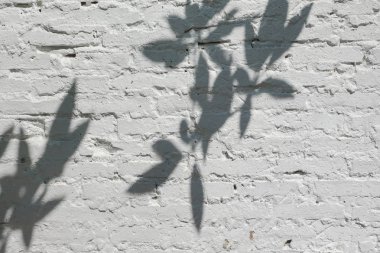 Ağaç ve yaprak gölge beyaz doku duvar