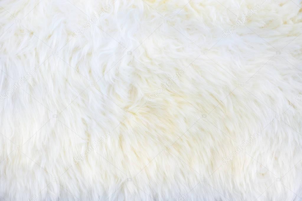 close up of White fluffy fur background
