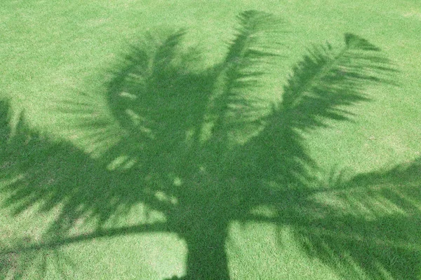 야 자 나무 또는 정원에서 푸른 잔디에 코코넛 나무의 그림자 — 스톡 사진