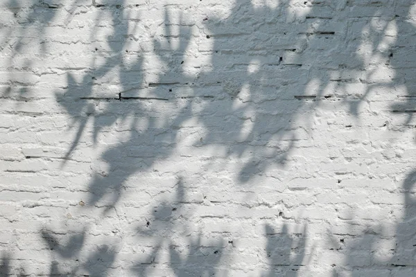 나무의 그림자와 함께 백색 오래 된 벽 — 스톡 사진