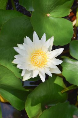 Güzel beyaz lotus çiçek tam çiçeklenme gölet