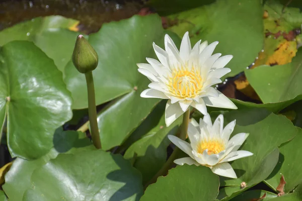 Tomurcuklanma ve çiçek açan lotus çiçeği doğal gölet