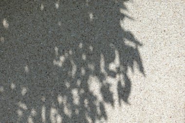 Sandwash duvar arka plan ağaç gölge