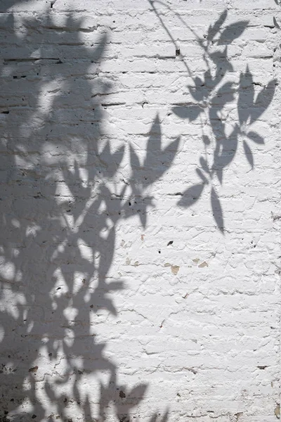 흰색 질감 벽에 나무와 나뭇잎 그림자 — 스톡 사진