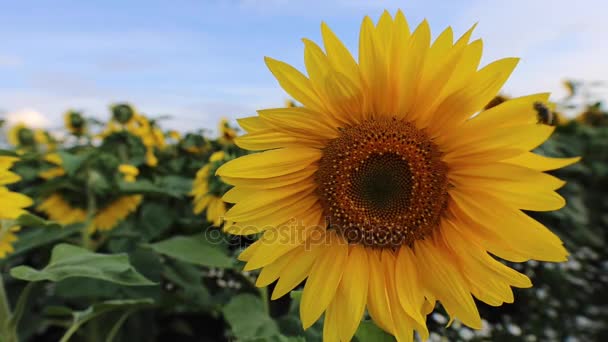 Abeille volant près de tournesol avec fond flou 