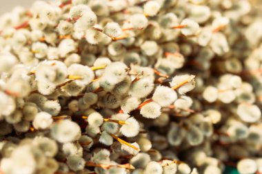 Willow kapatmak yukarıya fotoğraf, bahar zamanı