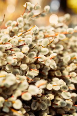 Willow kapatmak yukarıya fotoğraf, bahar zamanı